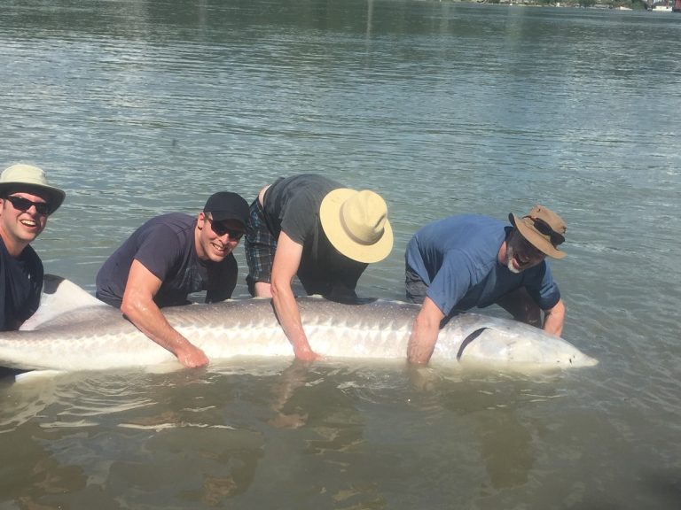 sturgeon, white sturgeon, sturgeon fishing, sturgeon fishing guides, sturgeon fishing charters, sturgeon fishing tours, sturgeon fishing fraser river, sturgeon fishing mission, sturgeon fishing chilliwack, sturgeon fishing bc, sturgeon fishing canada, fraser river sturgeon fishing charters, fraser river sturgeon, white sturgeon fishing, fraser river sturgeon fishing guides, sturgeon fishing holidays