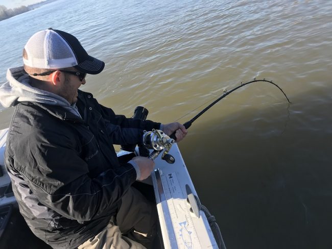 sturgeon, white sturgeon, sturgeon fishing, sturgeon fishing guides, sturgeon fishing charters, sturgeon fishing tours, sturgeon fishing fraser river, sturgeon fishing mission, sturgeon fishing chilliwack, sturgeon fishing bc, sturgeon fishing canada, fraser river sturgeon fishing charters, fraser river sturgeon, white sturgeon fishing, fraser river sturgeon fishing guides, sturgeon fishing holidays