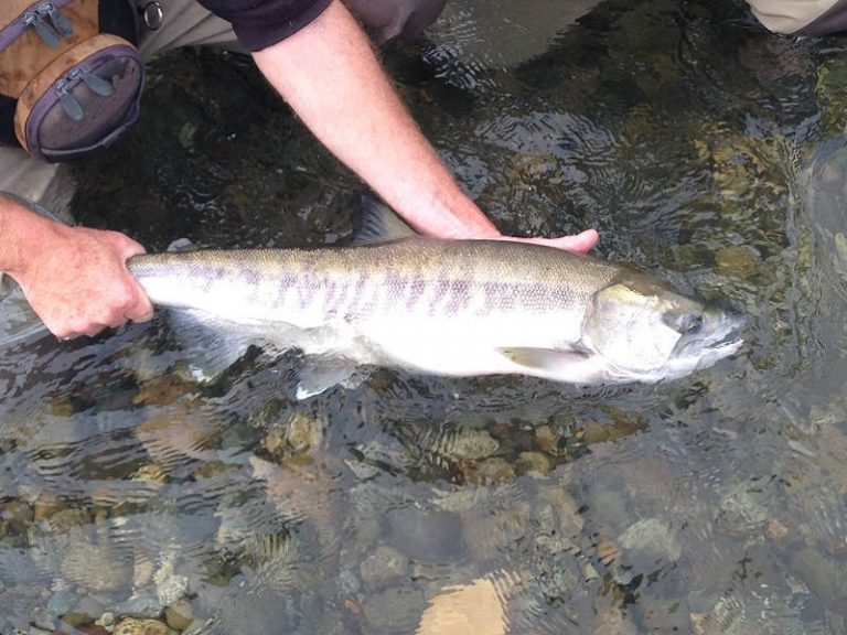 The Top 5 Fly Fishing spots within 3 hours of Vancouver BC