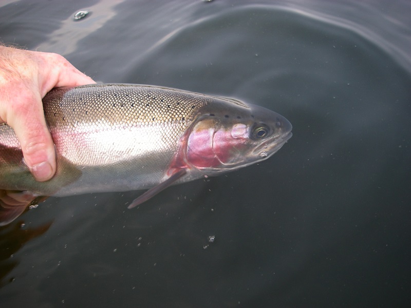 best vancouver flyfishing trips, best fly fishing vancouver, top fly fishing spots vancouver, fly fishing vancouver, best fly fishing, best fly fishing spots, top fly fishing vancouver, best fly fishing bc, best fly fishing places, best fishing vancouver, best trout fishing vancouver, rainbow trout