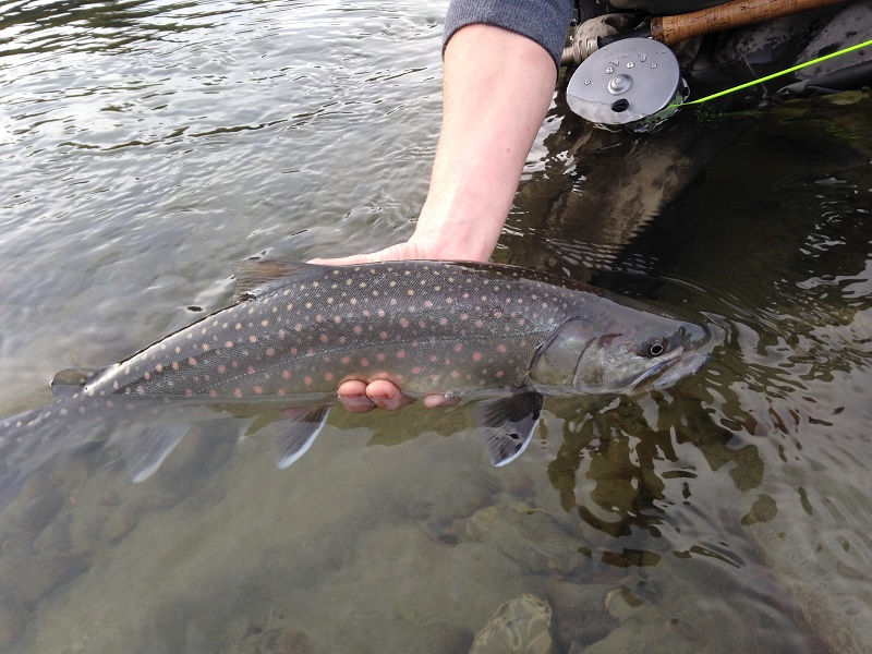 best vancouver flyfishing trips, best fly fishing vancouver, top fly fishing spots vancouver, fly fishing vancouver, best fly fishing, best fly fishing spots, top fly fishing vancouver, best fly fishing bc, best fly fishing places, best fishing vancouver, best trout fishing vancouver, bull trout