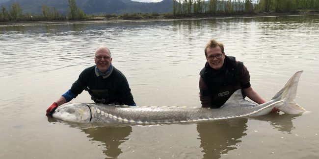 sturgeon fishing, sturgeon fishing bc, sturgeon fishing fraser river, sturgeon fishing charters, sturgeon fishing vancouver