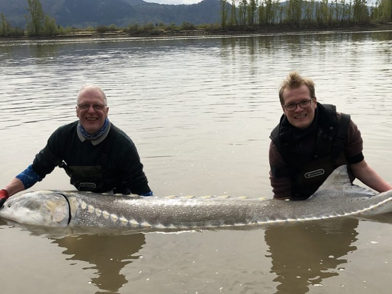 sturgeon fishing, sturgeon fishing bc, sturgeon fishing fraser river, sturgeon fishing charters, sturgeon fishing vancouver