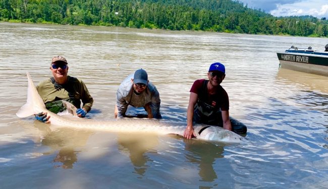 bc-sturgeon-fishing-9footJuly14 sturgeon, white sturgeon, sturgeon fishing, sturgeon fishing bc, fraser river fishing, fraser river sturgeon fishing, chilliwack sturgeon fishing