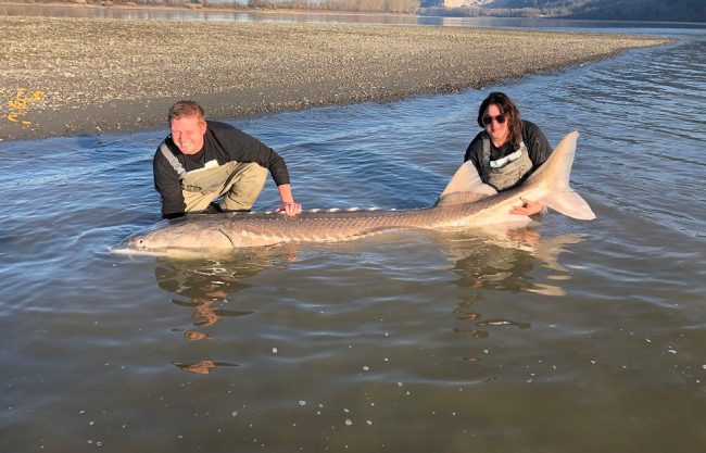 sturgeon, sturgeon fishing, bc sturgeon fishing, sturgeon fishing report, fraser river sturgeon fishing, sturgeon fishing guides fraser river