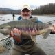 silversides fishing review