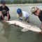 silversides fishing reviews, sturgeon fishing bc, family fishing trips, fraser river fishing