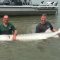sturgeon-fishing-bc-testimonial-1 sturgeon fishing bc, sturgeon fishing fraser river, silversides reviews