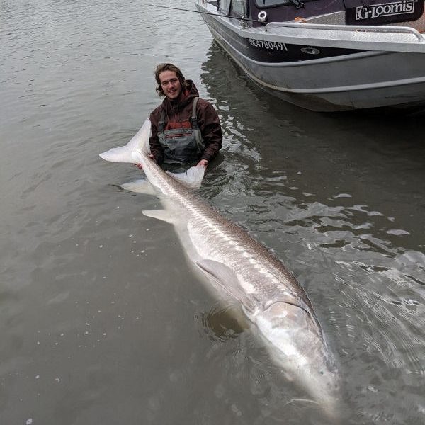 sturgeon fishing bc, sturgeon fishing fraser river, rich holub, fraser river fishing guide