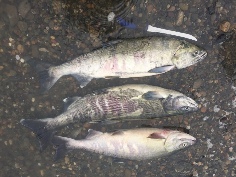 chum salmon, fraser valley chum salmon, dog salmon