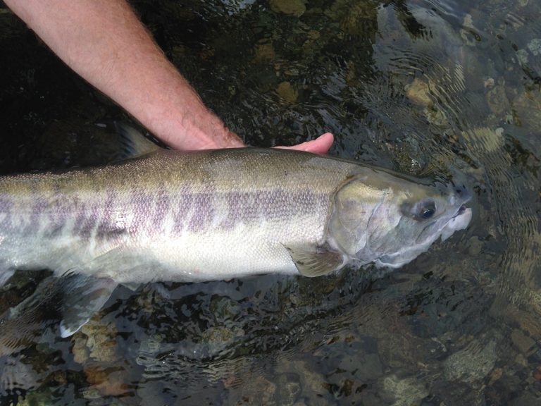 chum salmon, fraser valley chum salmon, dog salmon