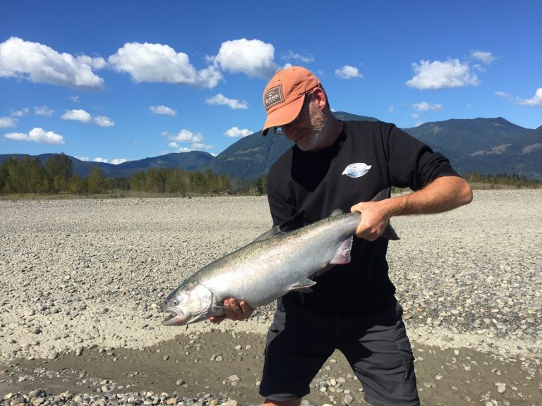 chinook salmon, fraser river chinook salmon