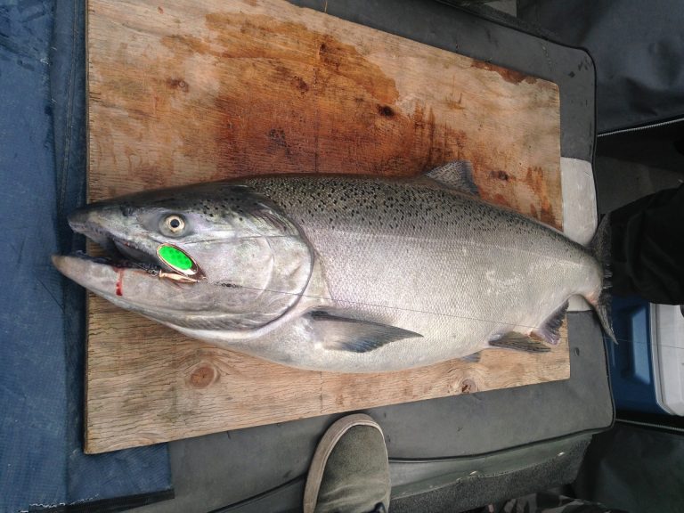 chinook salmon, fraser river chinook salmon