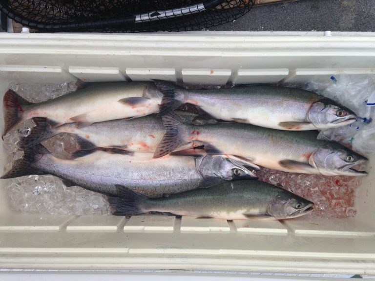 pink salmon, fraser river pink salmon, fraser river salmon, fraser river salmon fishing