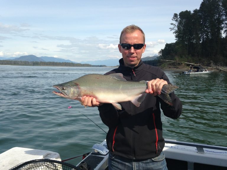 pink salmon, fraser river pink salmon, fraser river salmon, fraser river salmon fishing