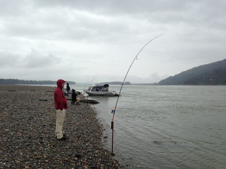 salmon fishing bc, salmon fishing fraser river, bar fishing, bar fishing fraser river