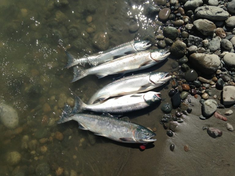 sockeye salmon, fraser river sockeye salmon, fraser river sockeye, sockeye salmon fishing, fraser river salmon runs