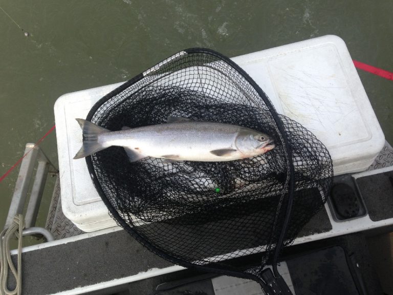 sockeye salmon, fraser river sockeye salmon, fraser river sockeye, sockeye salmon fishing, fraser river salmon runs