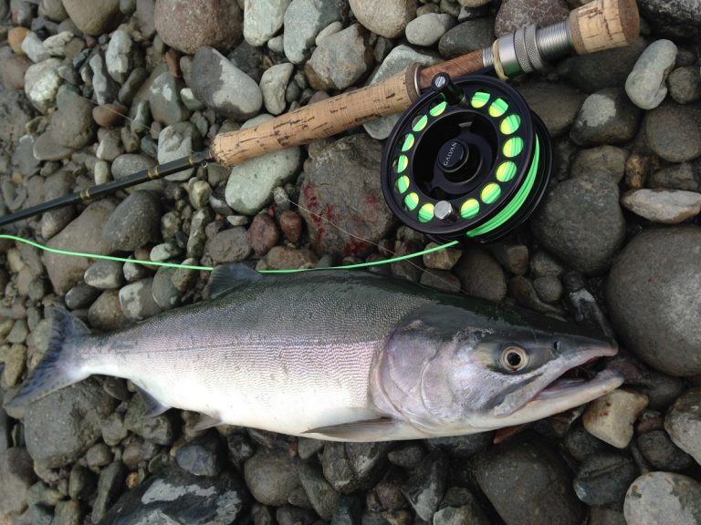 pink salmon, squamish pink salmon, salmon fishing bc