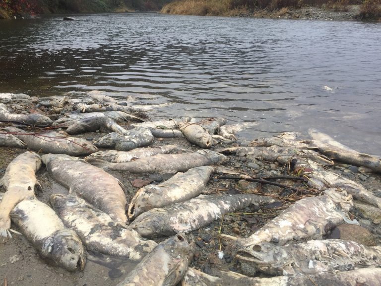 chum salmon, spawned chum salmon, post spawn chum salmon, spawning salmon, fraser valley salmon spawning