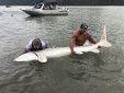 sturgeon, white sturgeon, sturgeon fishing, fraser river sturgeon, bc sturgeon, bc sturgeon fishing, big sturgeon