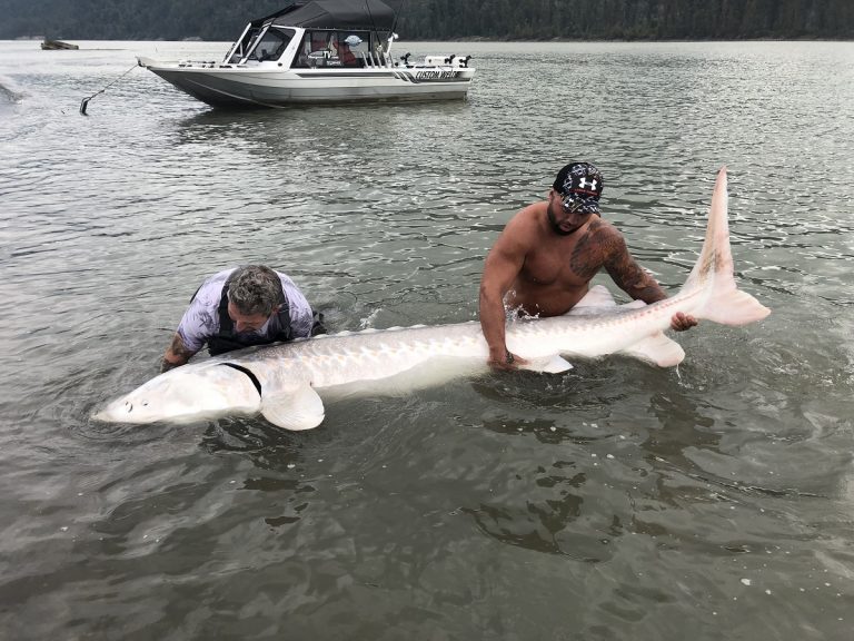 sturgeon, white sturgeon, sturgeon fishing, fraser river sturgeon, bc sturgeon, bc sturgeon fishing, big sturgeon