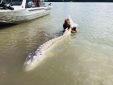 sturgeon, white sturgeon, sturgeon fishing, fraser river sturgeon, bc sturgeon, bc sturgeon fishing, big sturgeon