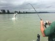 sturgeon, white sturgeon, sturgeon fishing, fraser river sturgeon, bc sturgeon, bc sturgeon fishing, big sturgeon