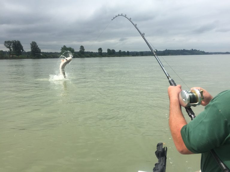 sturgeon, white sturgeon, sturgeon fishing, fraser river sturgeon, bc sturgeon, bc sturgeon fishing, big sturgeon