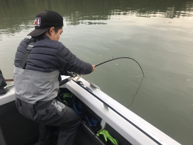 sturgeon, white sturgeon, sturgeon fishing, fraser river sturgeon, bc sturgeon, bc sturgeon fishing, big sturgeon