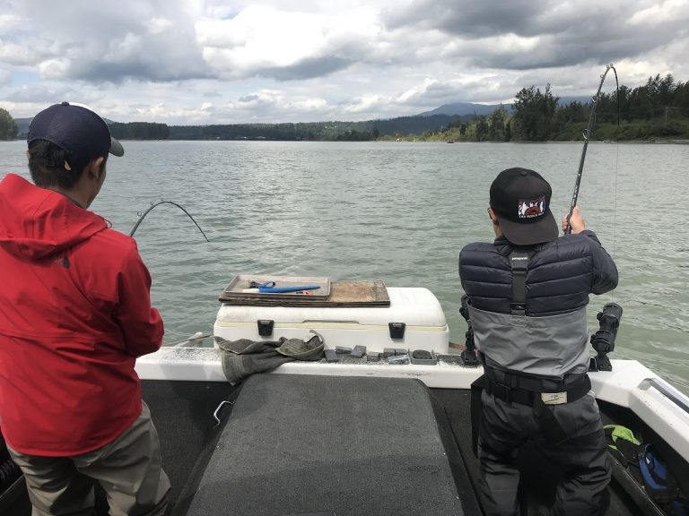 sturgeon, white sturgeon, sturgeon fishing, fraser river sturgeon, bc sturgeon, bc sturgeon fishing, big sturgeon