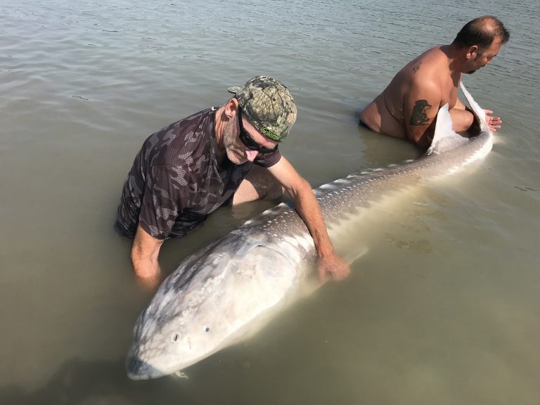 sturgeon, white sturgeon, sturgeon fishing, fraser river sturgeon, bc sturgeon, bc sturgeon fishing, big sturgeon, brian mack, silversides fishing