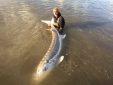 sturgeon, white sturgeon, sturgeon fishing, fraser river sturgeon, bc sturgeon, bc sturgeon fishing, big sturgeon