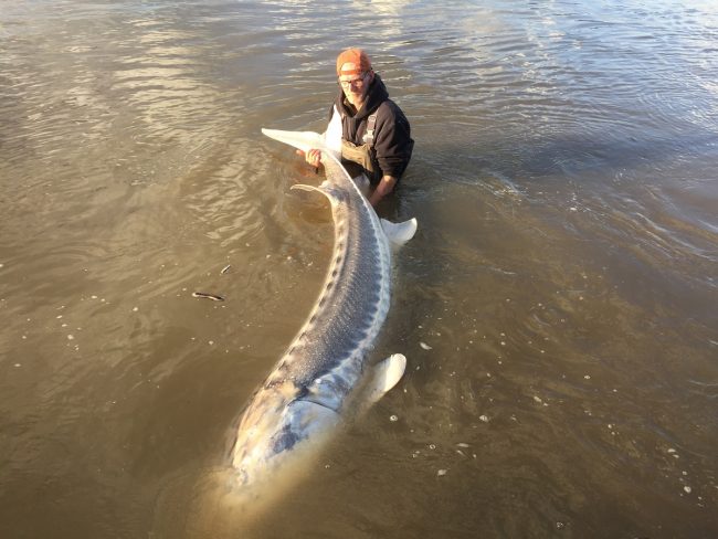 sturgeon, white sturgeon, sturgeon fishing, fraser river sturgeon, bc sturgeon, bc sturgeon fishing, big sturgeon