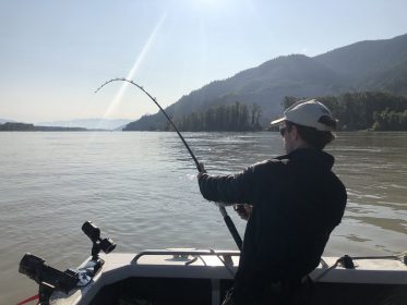 sturgeon, white sturgeon, sturgeon fishing, fraser river sturgeon, bc sturgeon, bc sturgeon fishing, big sturgeon
