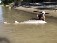 sturgeon, white sturgeon, sturgeon fishing, fraser river sturgeon, bc sturgeon, bc sturgeon fishing, big sturgeon