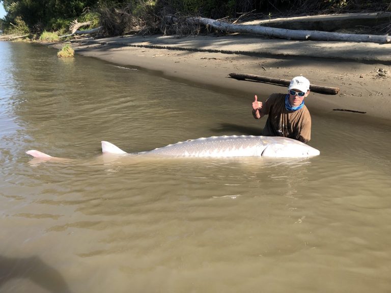 sturgeon, white sturgeon, sturgeon fishing, fraser river sturgeon, bc sturgeon, bc sturgeon fishing, big sturgeon