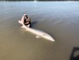 sturgeon, white sturgeon, sturgeon fishing, fraser river sturgeon, bc sturgeon, bc sturgeon fishing, big sturgeon