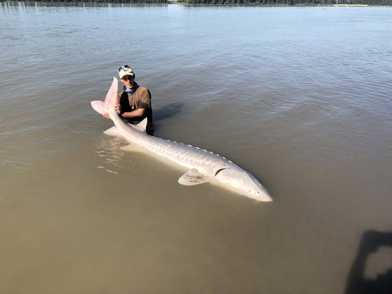 sturgeon, white sturgeon, sturgeon fishing, fraser river sturgeon, bc sturgeon, bc sturgeon fishing, big sturgeon