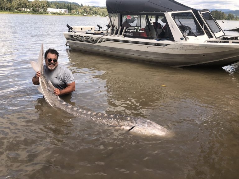 sturgeon, white sturgeon, sturgeon fishing, fraser river sturgeon, bc sturgeon, bc sturgeon fishing, big sturgeon