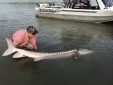 sturgeon, white sturgeon, sturgeon fishing, fraser river sturgeon, bc sturgeon, bc sturgeon fishing, big sturgeon