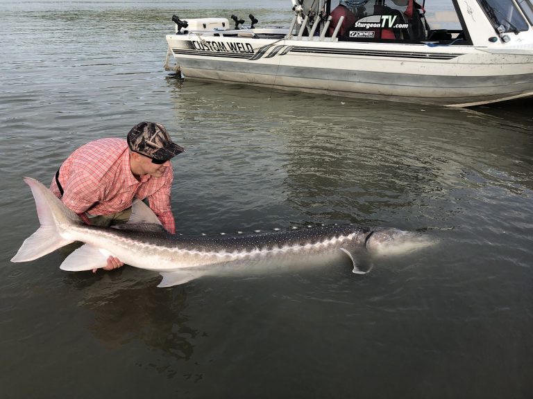 sturgeon, white sturgeon, sturgeon fishing, fraser river sturgeon, bc sturgeon, bc sturgeon fishing, big sturgeon