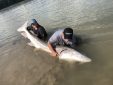 sturgeon, white sturgeon, sturgeon fishing, fraser river sturgeon, bc sturgeon, bc sturgeon fishing, big sturgeon