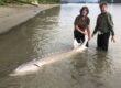 sturgeon fishing, sturgeon fishing bc, sturgeon fishing fraser river, fraser river fishing, fishing guides fraser river, vancouver fishing