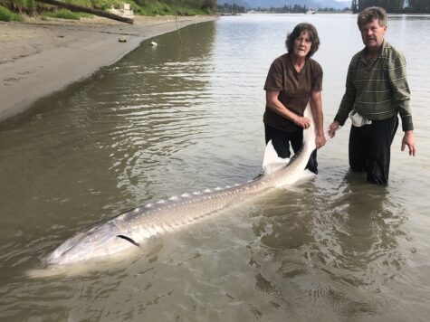 sturgeon fishing, sturgeon fishing bc, sturgeon fishing fraser river, fraser river fishing, fishing guides fraser river, vancouver fishing
