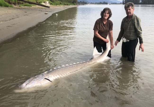 sturgeon fishing, sturgeon fishing bc, sturgeon fishing fraser river, fraser river fishing, fishing guides fraser river, vancouver fishing