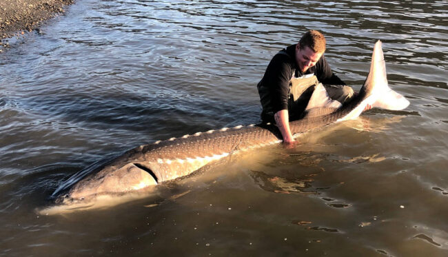 sturgeon, bc sturgeon fishing, sturgeon fishing, fraser river sturgeon fishing, sturgeon fishing guides, sturgeon fishing mission bc