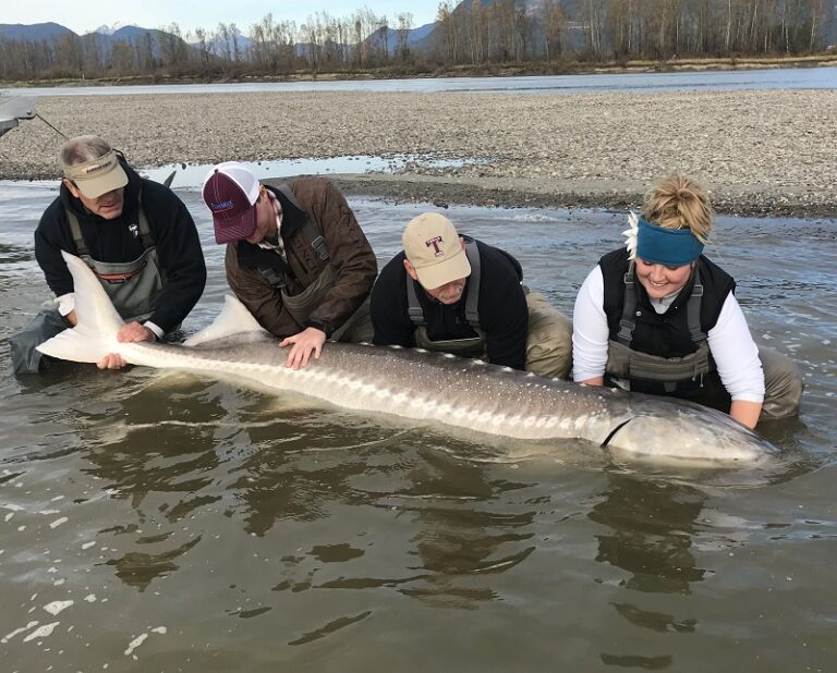BC Sturgeon Fishing in November What to Expect Silversides Fishing