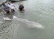 sturgeon fishing, bc sturgeon fishing, fraser river fishing, fraser river sturgeon, fishing guides bc