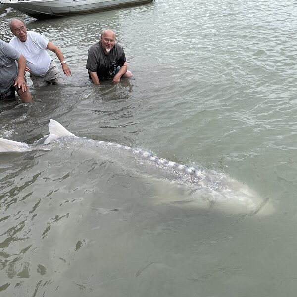 sturgeon fishing, bc sturgeon fishing, fraser river fishing, fraser river sturgeon, fishing guides bc